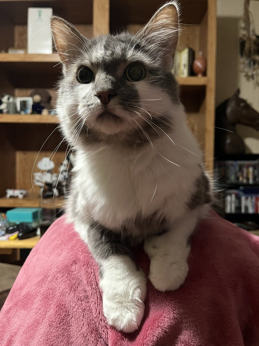 PersiDiva's tweet photo. @AlChestBreach Hello! I’m Persistence, Harley’s sister. We miss him so much, but we thought he would like it if we gave another cat a home. So meet Mittens! She has 13 toes on her front paws, and she loves watching you play Fallout too!
Purrs! 💞😽 https://t.co/cfUxzOt5X2