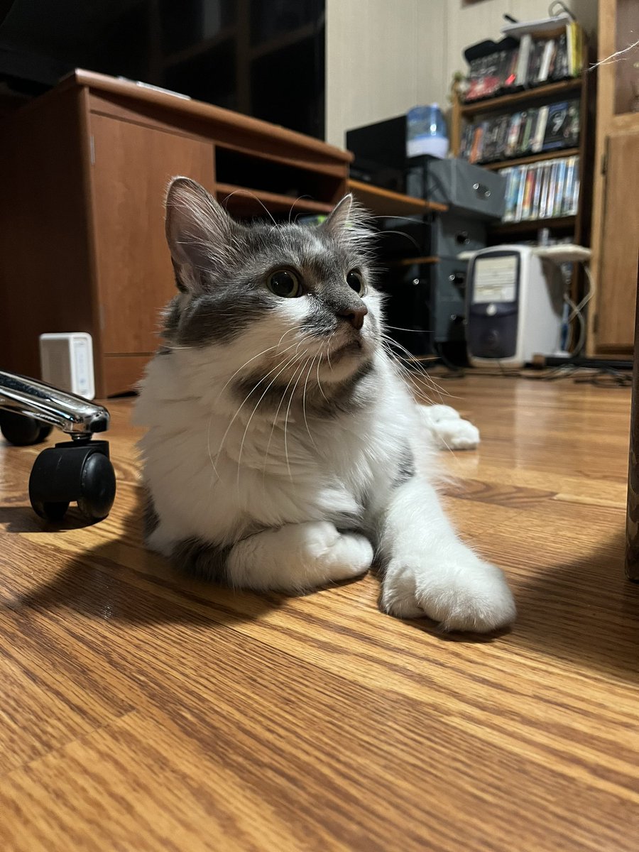 PersiDiva's tweet photo. Here’s more pics of Mittens! She’s almost 5 years old, and her old owners turned her in because someone was allergic. But she has a furever home with us now. https://t.co/5FTZcaNk6p