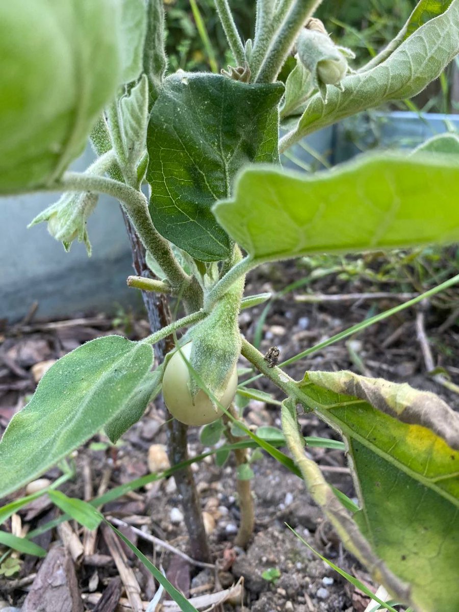 FarceUniversal's tweet photo. Hier ein kleines Gerten update.
Ja, eventuell hat letztes Jahr Koriander geblüht und vielleicht hat er sich überall ausgesät, kann sein.
🪴 🍆 ☀️
/1
#GartenUpdate #Gemüse https://t.co/jPV5kwX6JK
