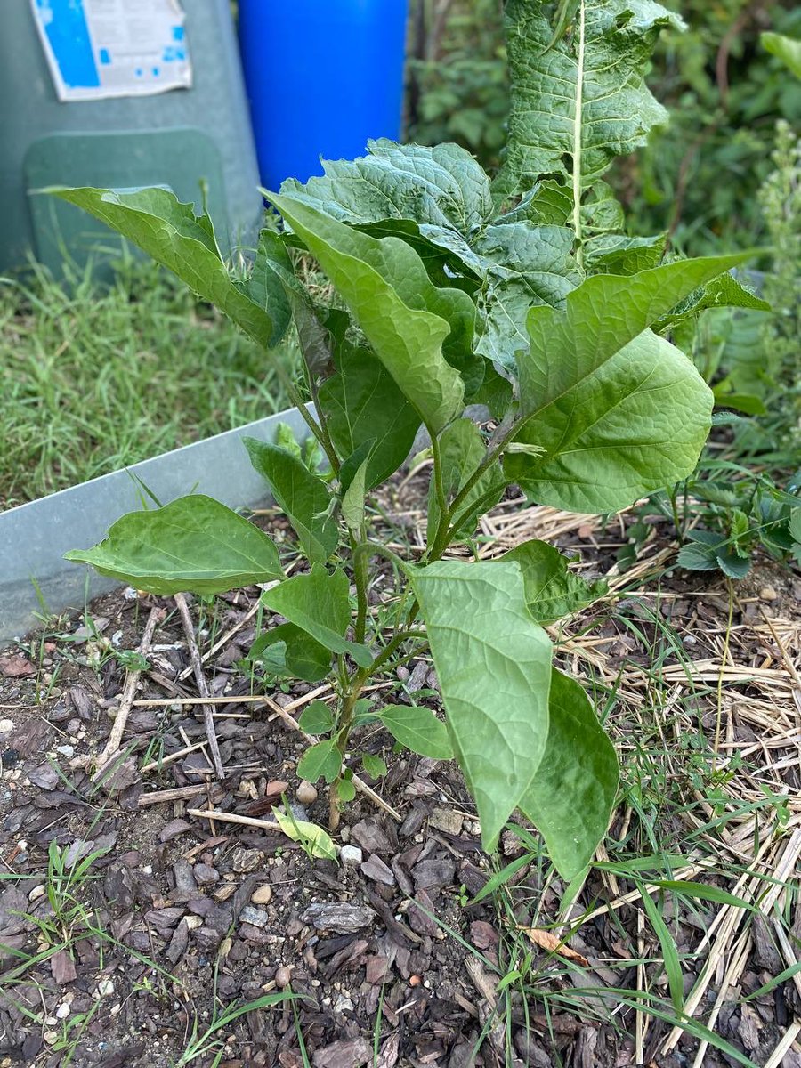 FarceUniversal's tweet photo. Hier ein kleines Gerten update.
Ja, eventuell hat letztes Jahr Koriander geblüht und vielleicht hat er sich überall ausgesät, kann sein.
🪴 🍆 ☀️
/1
#GartenUpdate #Gemüse https://t.co/jPV5kwX6JK