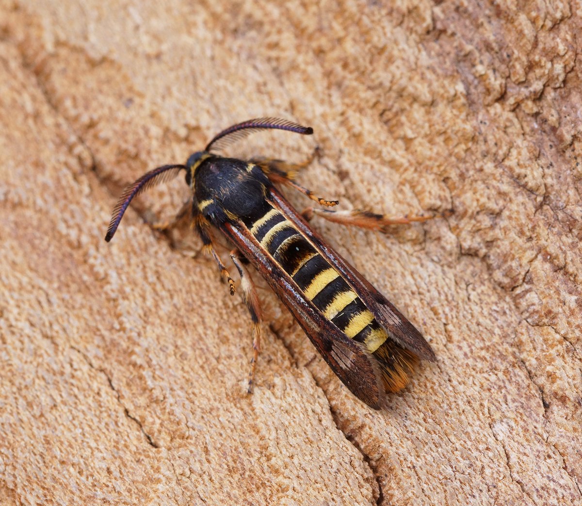 Latest from the garden trap here in East Cambs. I ran my trap on the 12th and 14th with mixed results. The weather is atrocious for July, but still I added 10 new species for the year and 3 new for the garden. They were Buff Footman, Lunar-spotted Pinion & Hoary Footman. https://t.co/ah9nDQuPyq