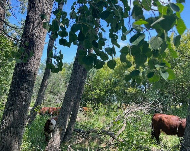 365 Days 365 Cow Facts

#313- Silvopasture (Silva is forest in Latin) is the practice of integrating trees, forage and the grazing of domestic animals in a mutually beneficial way.