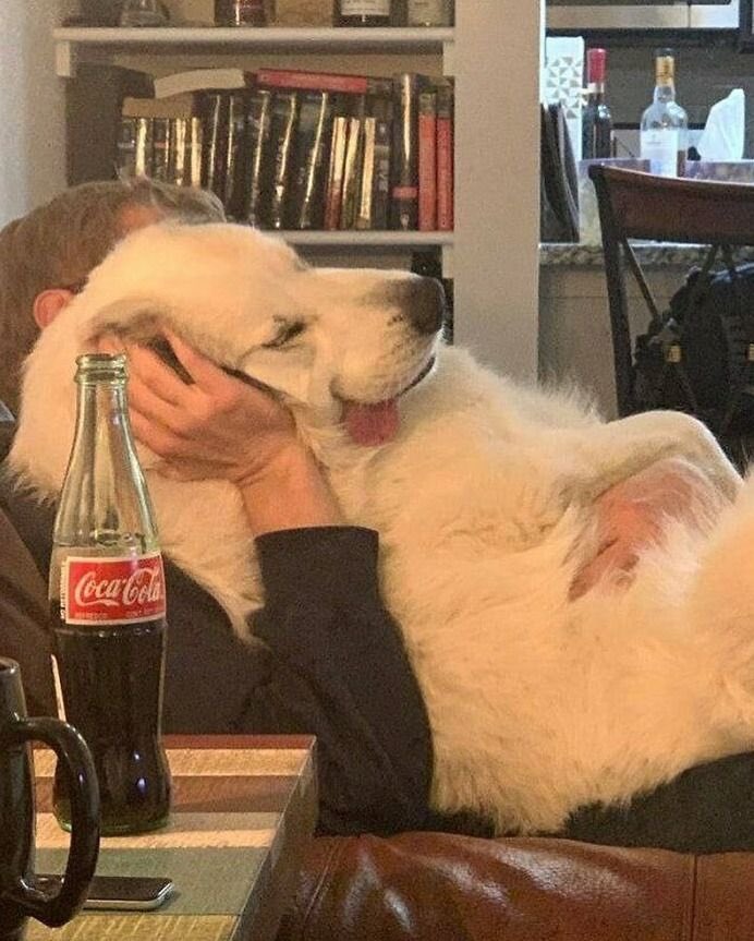 💖 (@twaniimals) on Twitter photo 