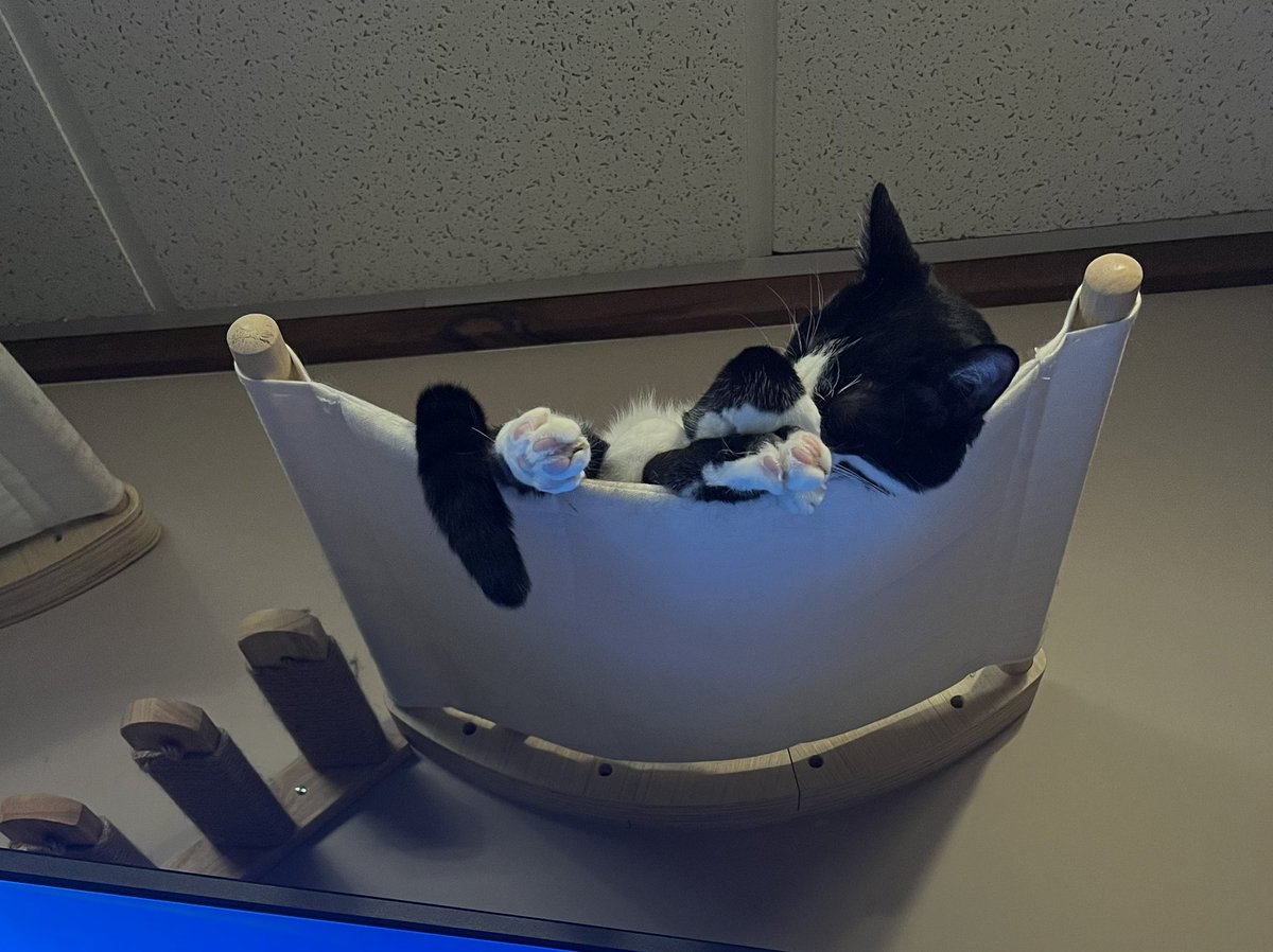 Enoughshed's tweet photo. Hes about to fall off #CatsOfTwitter #Caturday https://t.co/49MQM8z2bt