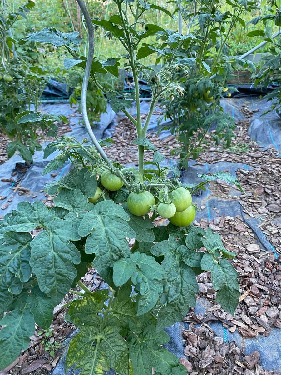 FarceUniversal's tweet photo. Trommelwirbel für die Prachttomaten.
Die diesjährigen Sorten bilden sehr schöne und sehr viele Rispen.
Ich bin begeistert und freudig gespannt.
🥁 🪴 🍅 ☀️
/5
#GartenUpdate #Gemüse #Tomaten https://t.co/GPElfTxujM