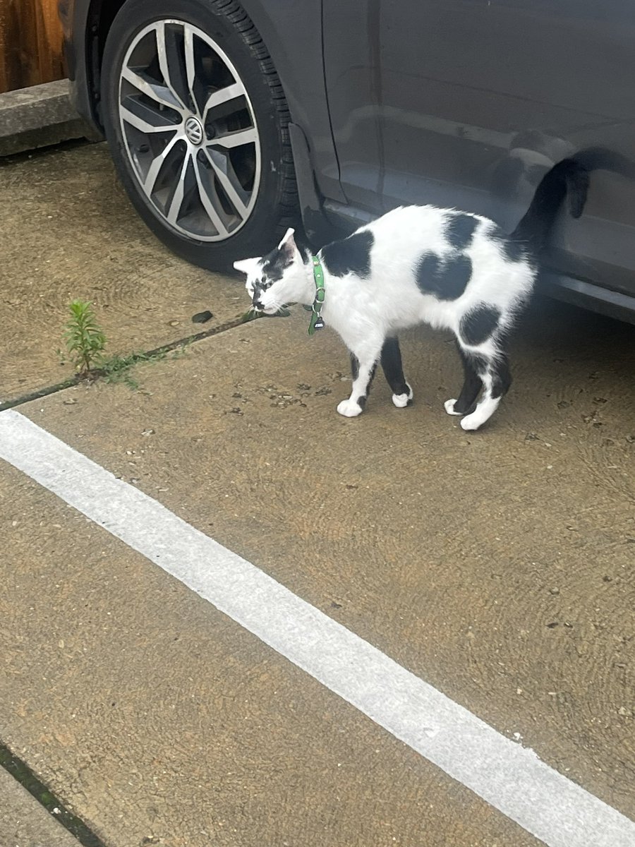 Mr Meowgi…the neighborhood NoLibs cat.