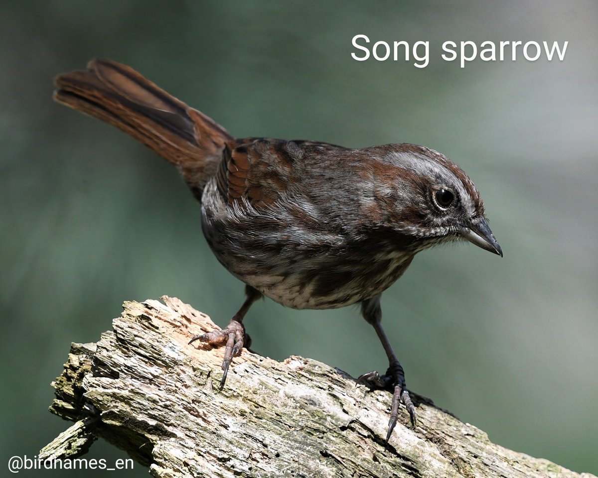 Song sparrow 🌎 #NorthAmericanbirds | #English #birdnames #birds