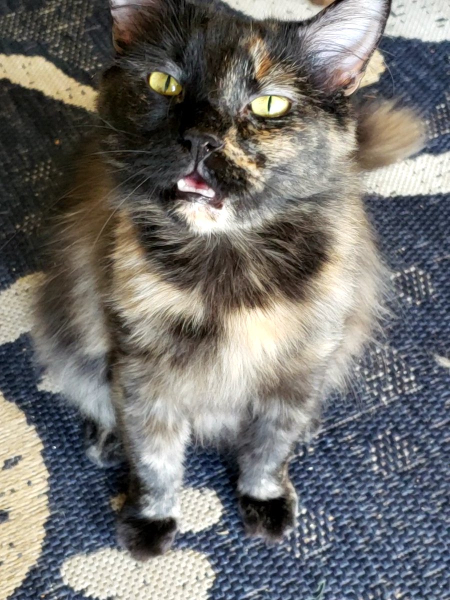 CassieJFox's tweet photo. #SundayShoes Sister Sweetie Belle sings about her Black Velvet Paw Slides and how royal she looks as a #TortieGirl #Meowdel #SouthernBelleFelines #TortoiseShellCats #CatBoxSunday #CatsOfTwitter #Purrents #AdoptDontShop #WhitmireSC https://t.co/0gurjVKvyB
