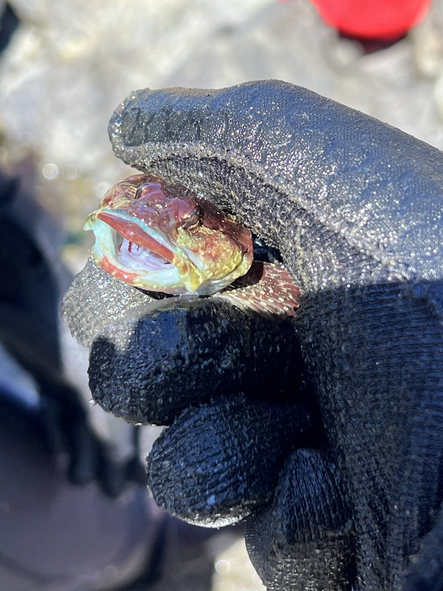 Daniel Geldof tweet media