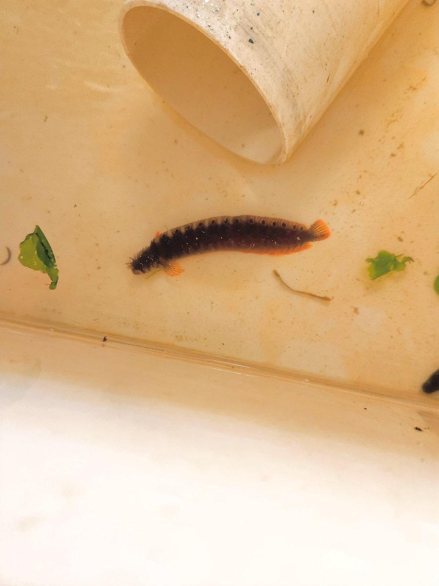 Daniel Geldof tweet media