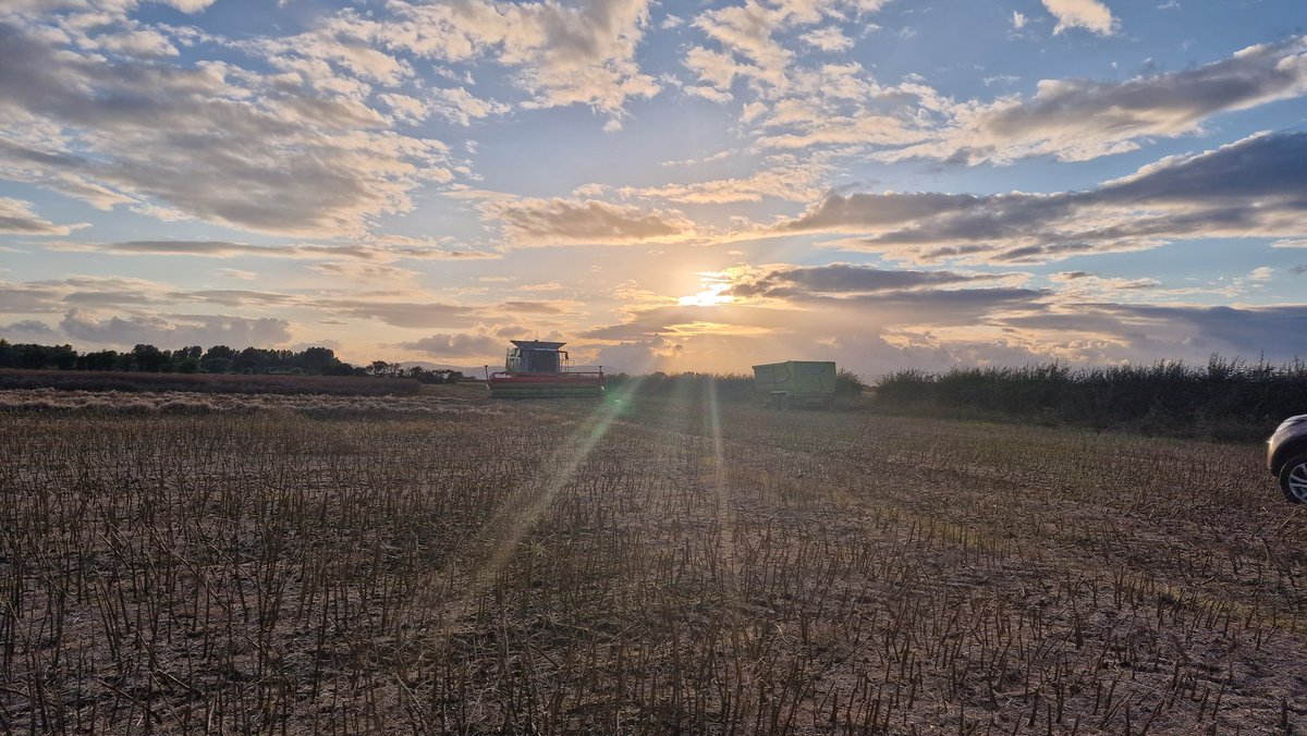 broightergold's tweet photo. Combining at sunset @farmerkaney
#oilseed #oilseedrape #broightergold #liquidgold #puregold #grownherenotflownhere https://t.co/URIzJhpZ5e