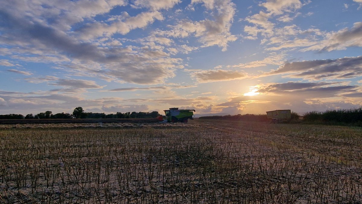 broightergold's tweet photo. Combining at sunset @farmerkaney
#oilseed #oilseedrape #broightergold #liquidgold #puregold #grownherenotflownhere https://t.co/URIzJhpZ5e
