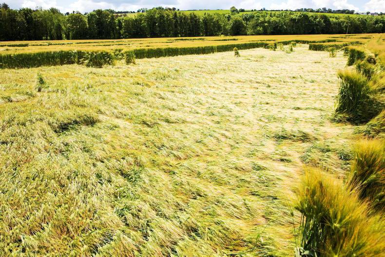 It’s been a very difficult start to the harvest. There’s plenty of winter barley to harvest as WOSR harvest is beginning. What’s obvious this year is the volume of crops lodged around the country, making harvesting even more difficult. What impact does nutrition have on lodging?