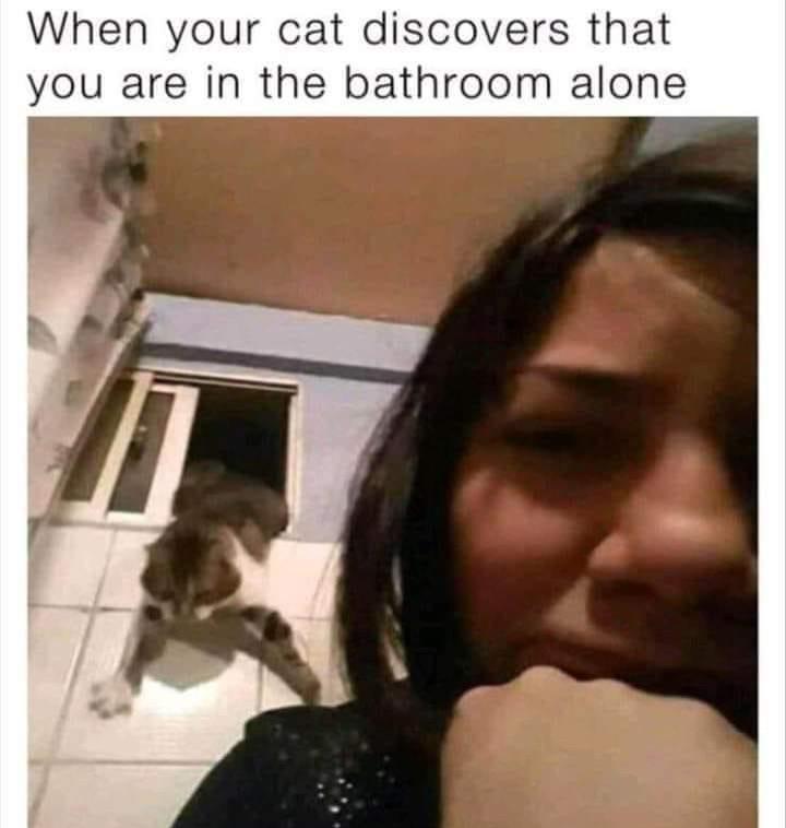 WholesomeMemes tweet media