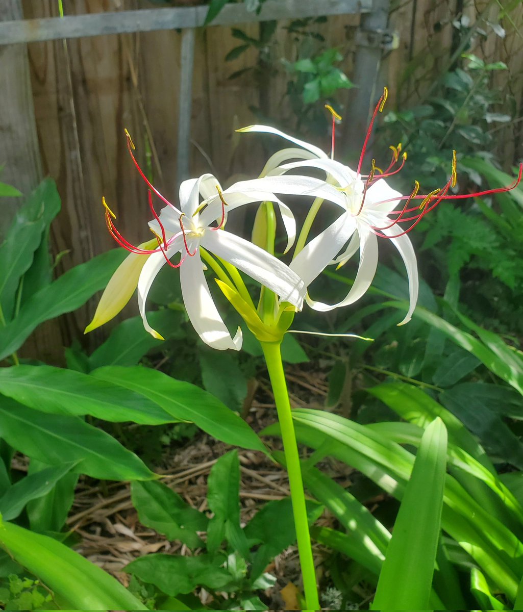MM Pack (@mmpackeatwrite) on Twitter photo Spider lilies in the shade survive the blistering heat on the Texas Gulf Coast. #FlowerReport <a href="/alyssaharad/">Alyssa Harad is at the sky place. DM for invites.</a> Spider lilies in the shade survive the blistering heat on the Texas Gulf Coast. #FlowerReport <a href="/alyssaharad/">Alyssa Harad is at the sky place. DM for invites.</a>