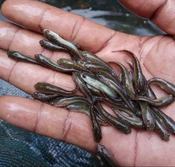 aminhaitami's tweet photo. Selasa (6/6), M. Amin Haitami, Luhkan Kab. OKI, Pokdakan Mulha Usaha, Panen benih Gabus, 14.000 ekor, size 3-5cm, Rp 600/ekor, #GiatLuhkanSatminkalBRPPUPP
#KabOKI
#panen
#luhlapor https://t.co/TxyWrpJGLH