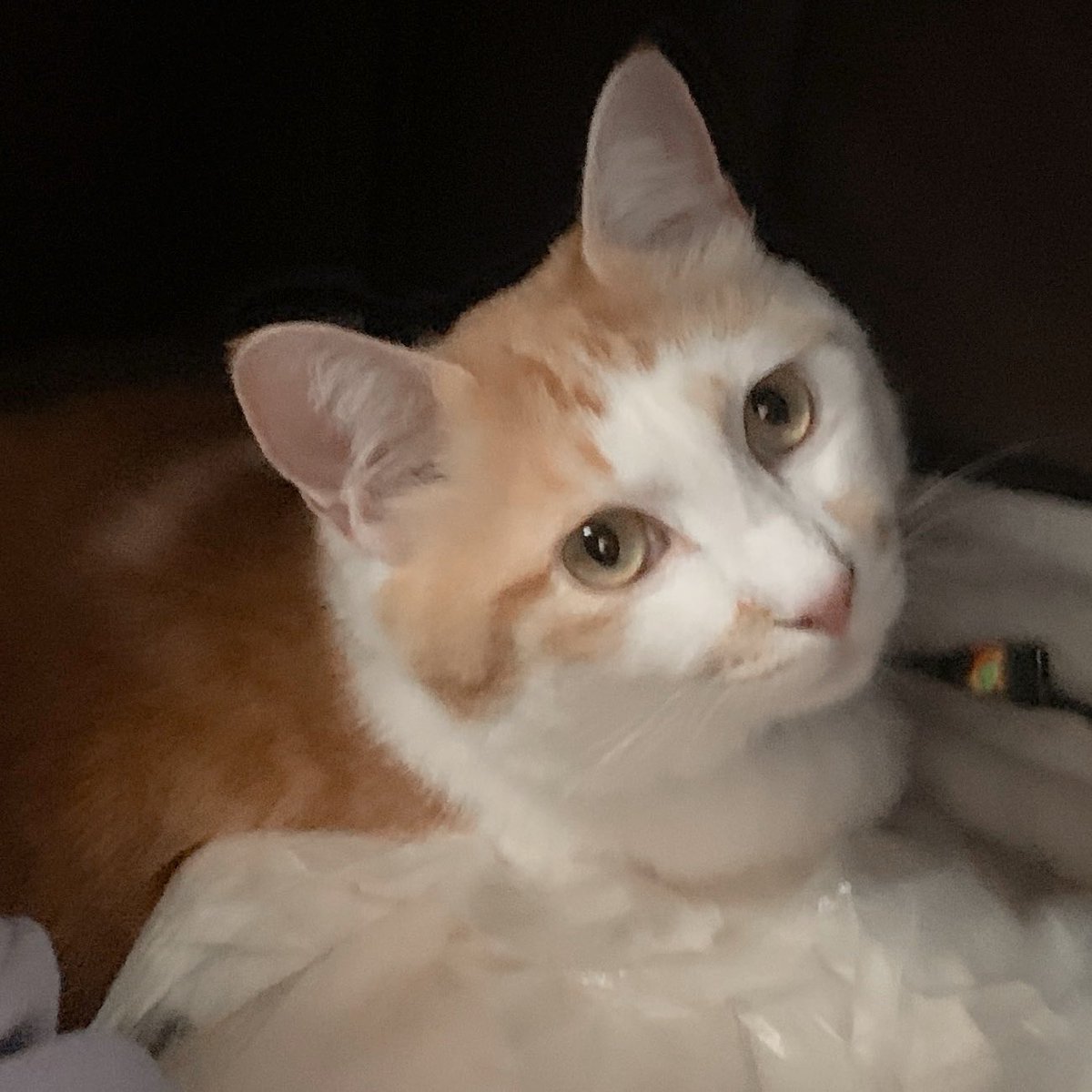 YukaAiAiA's tweet photo. Chai #incloset 

狭いとこ大好き

#猫がいる暮らし #猫写真 #猫風景 https://t.co/QCDBlPzroc