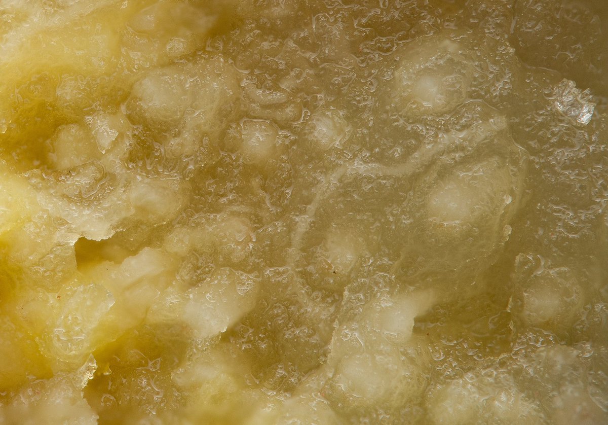 jakemacronature's tweet photo. Do you have what it takes to guess what this macro photo is? The only hint that you get is that it's food! Comment your guess down below ๐
#macrophotography #macro #macroguessinggame https://t.co/hiwqL9FG24