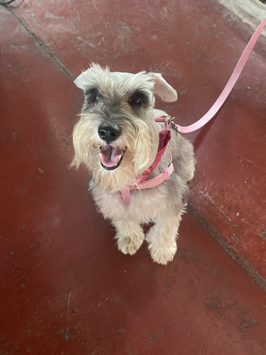 cgabcc's tweet photo. Es la mejor perrita🥰 https://t.co/mpKO91xCib