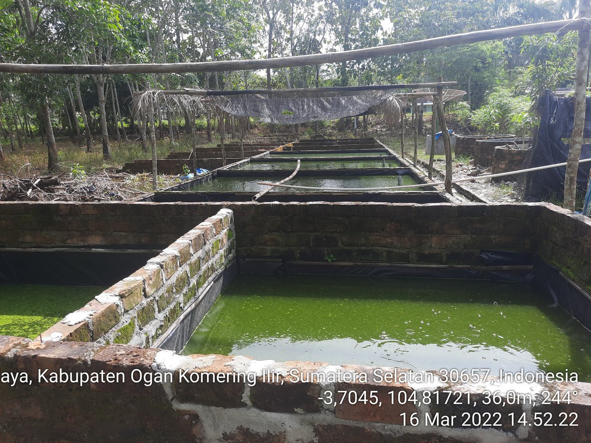 aminhaitami's tweet photo. Rabu (21/6), M. Amin Haitami, Luhkan Kab. OKI, UPR Mustofa, Panen benih Tebakang, 3.000 ekor, size jempol, Rp 700/ekor, #GiatLuhkanSatminkalBRPPUPP
#KabOKI
#panen
#luhlapor https://t.co/5pfl0GDhAD