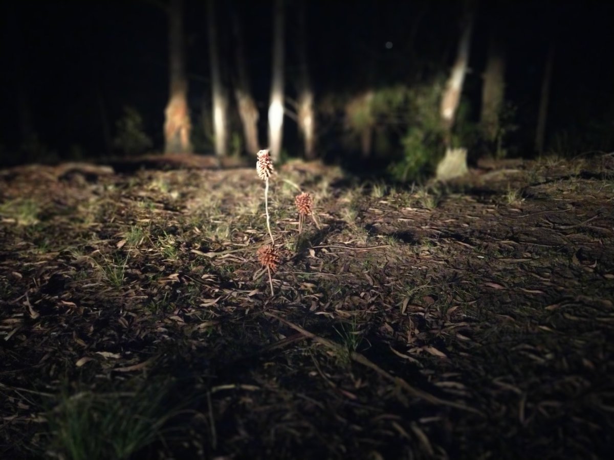 maperns's tweet image. Went outside, was inspired by @OskSta to leave some pine pikmin behind