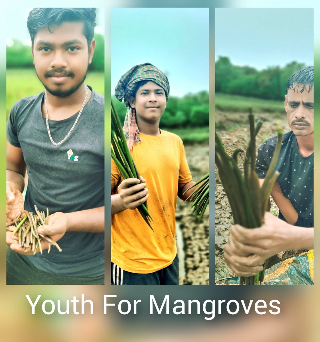 We are at the @OdishaSeaTurtle are making strides in our voluntary #MangroveNursery, nurturing five 5 species:

1️⃣Bruguiera Gymnorrhiza
2️⃣Kandelia Candel
3️⃣Ceriops decandra
4️⃣Rhizophora apiculata
5️⃣Aegiceras corniculatum

Let's protect our precious mangroves.

#YouthForMangroves