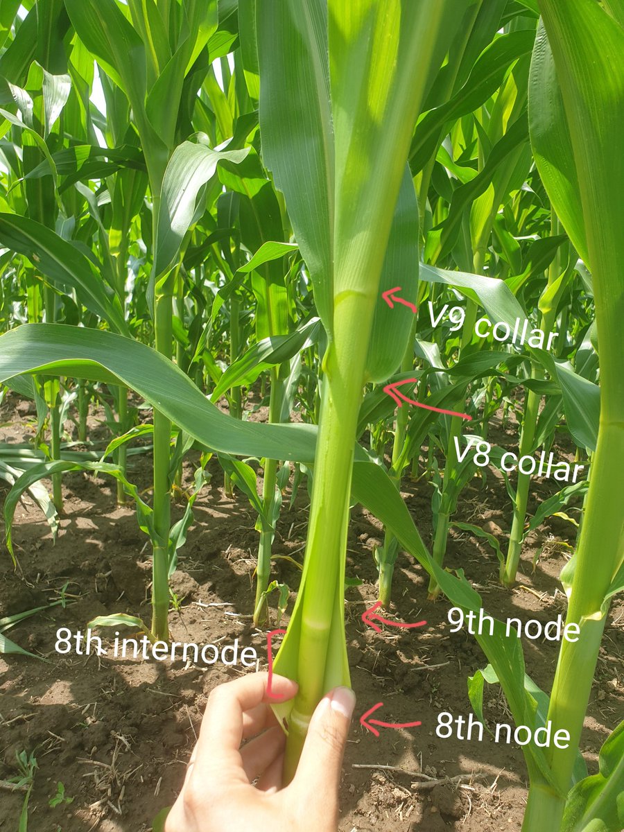 Internode elongation affects corn growth stages #phytomer #corn