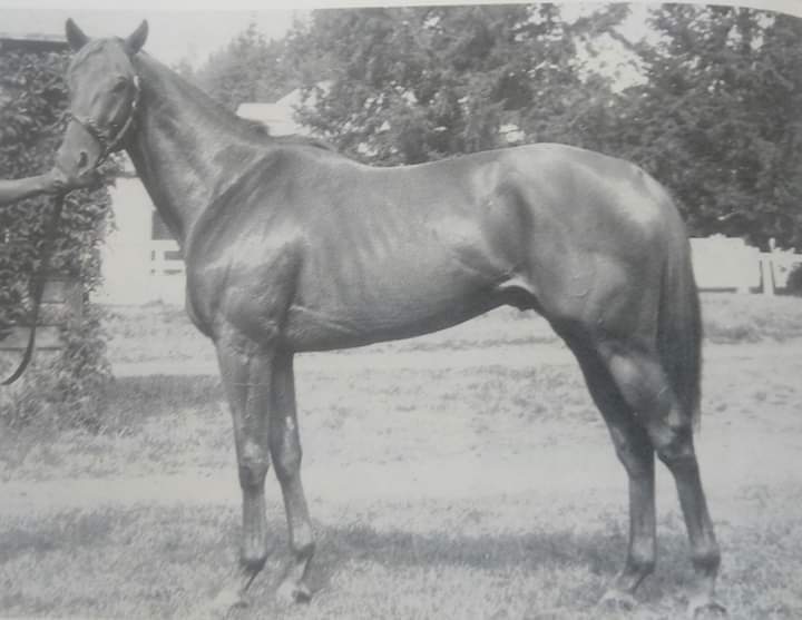 HORSERACING1002's tweet photo. BUFFLE 🇺🇸 1963
(ZENITH - REFURBISH BY BOLD VENTURE) #Buffle
B/O King Ranch (Tx) Mar 22, 1963
22-5-6-5--$363,091
New Hampshire Sweepstakes, Suburban H G1
2nd Leonard S Richards S, Belmont S G1, Brookyn H G1
3rd Travers S G1, Bay Shore S, Wood Memorial S G1, Woodward S G1, https://t.co/sTKAZPVoPF