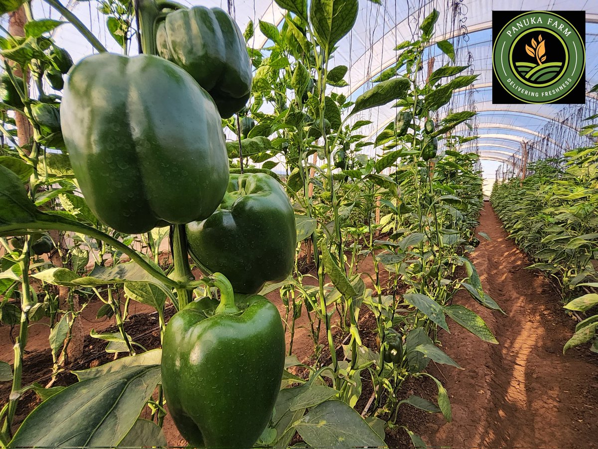 Panuka AgriBiz Hub tweet media