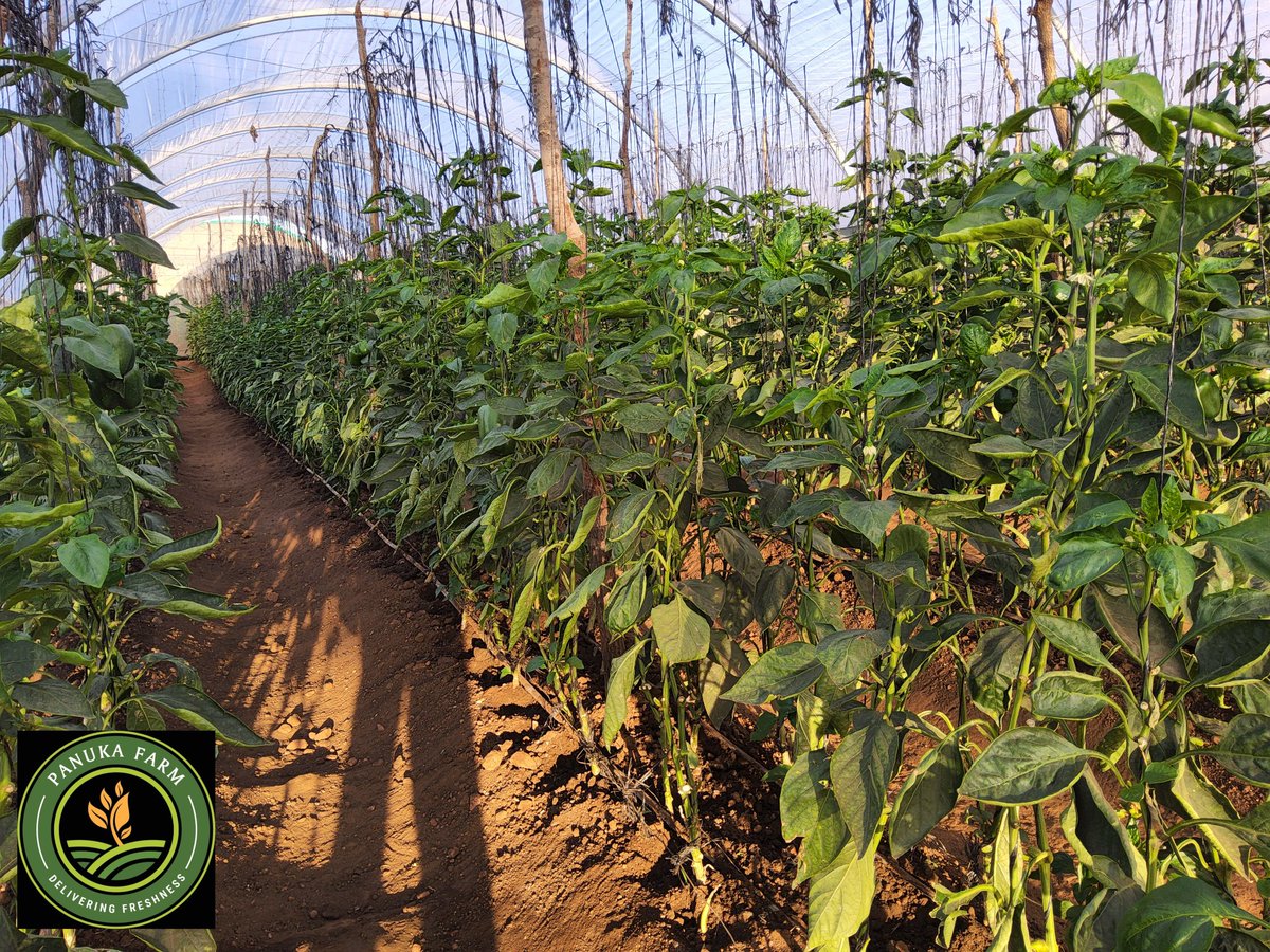 Panuka AgriBiz Hub tweet media