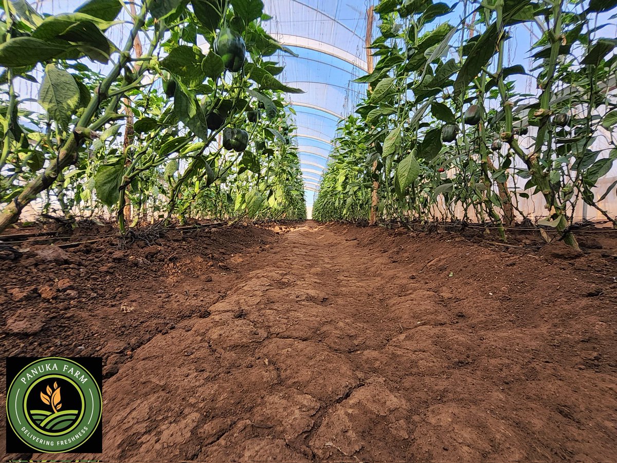 Panuka AgriBiz Hub tweet media