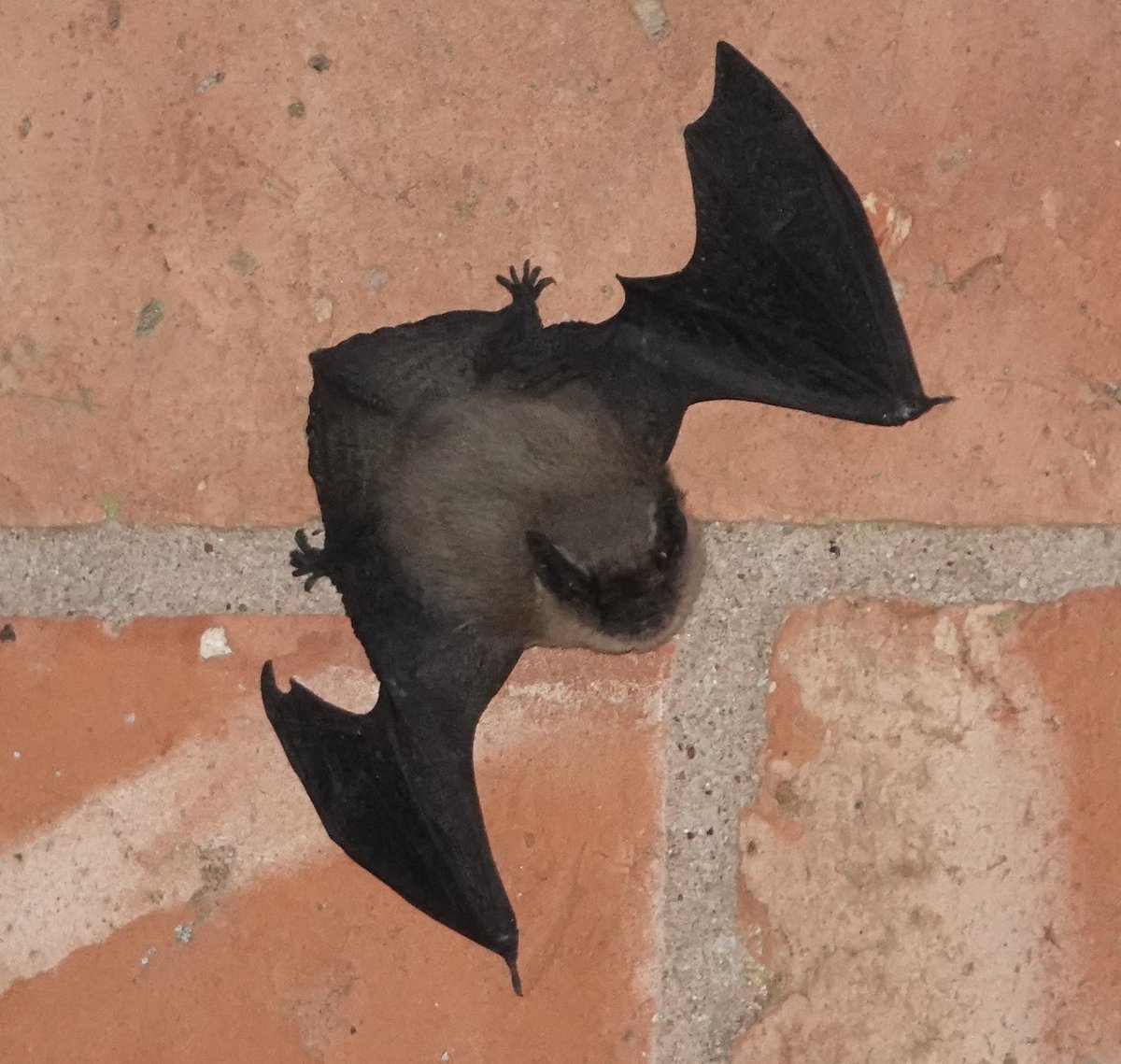 Jim Graham (@cropstonbirder) on Twitter photo Back from <a href="/GlobalBirdfair/">Global Birdfair</a> to find what looks like a young Pipistrelle (Soprano?) 🦇emerging from the garage wall. Didn’t manage to record the call. <a href="/_BCT_/">Bat Conservation Trust</a> #leicestershire #bats @Nature_Spot <a href="/CharnwoodGeo/">Charnwood Forest Geopark</a> <a href="/LeicsR/">Leics&RutlandMammalGroup</a> Back from <a href="/GlobalBirdfair/">Global Birdfair</a> to find what looks like a young Pipistrelle (Soprano?) 🦇emerging from the garage wall. Didn’t manage to record the call. <a href="/_BCT_/">Bat Conservation Trust</a> #leicestershire #bats @Nature_Spot <a href="/CharnwoodGeo/">Charnwood Forest Geopark</a> <a href="/LeicsR/">Leics&RutlandMammalGroup</a>