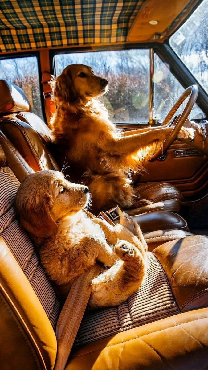 petsyouluv's tweet photo. Driving into work tomorrow
#dog #dogs #pets https://t.co/k8HNA0Fjdo