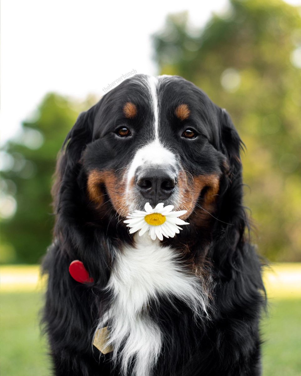Just a happy boy holding a daisy💛

#dogsoftwitter #dog