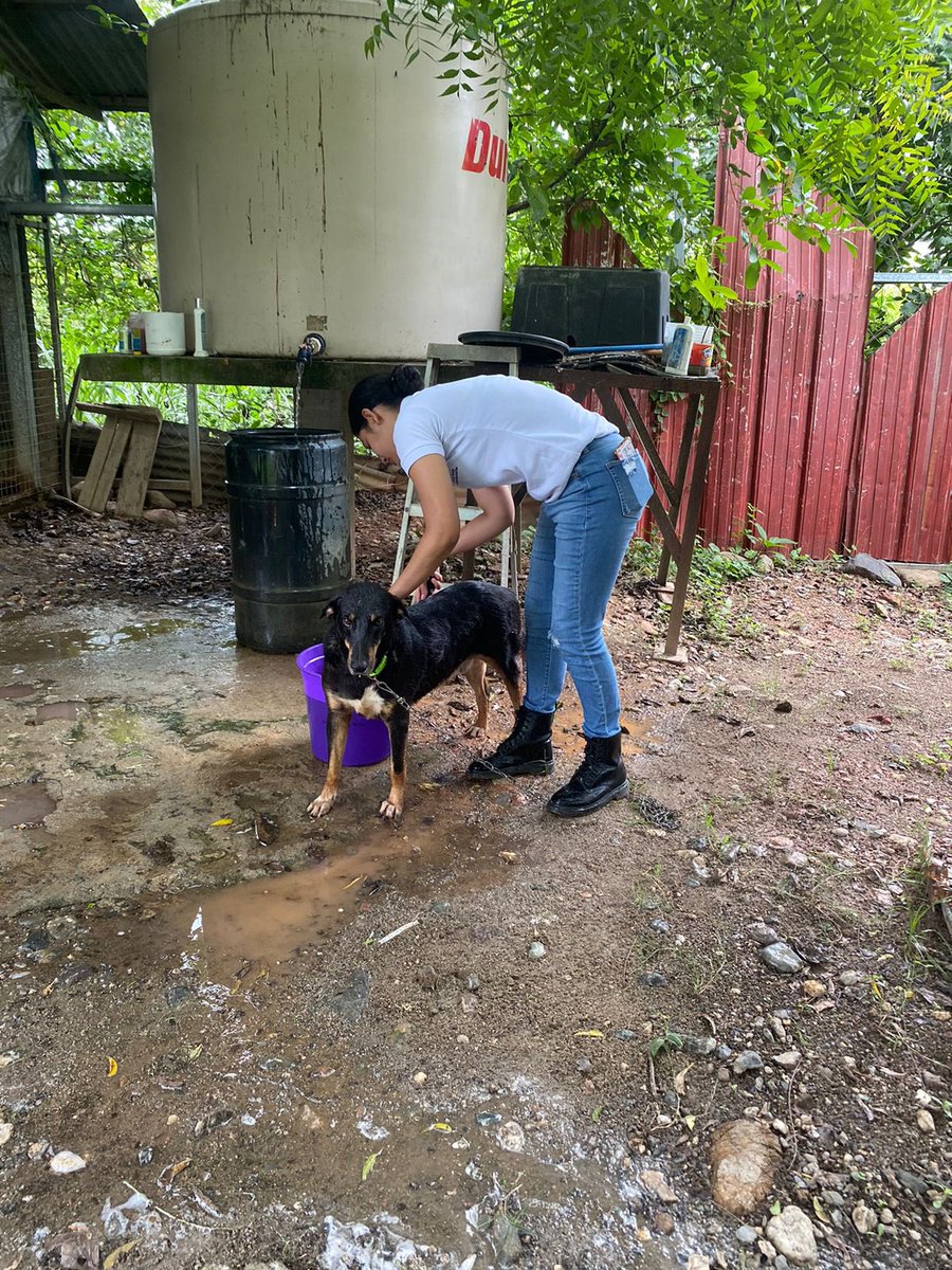 CRH_ElProgreso's tweet image. #Voluntarios fueron a visitar a la #Osh para hacer entrega de donación de alimento para perro, y en el apoyo al personal del refugio llegando acabo la limpieza y baño a los perros.
⛑️🐾
“El respeto y cuidado hacia los animales son reflejos de nuestra Humanidad.”
@ICRC @IFRC_es