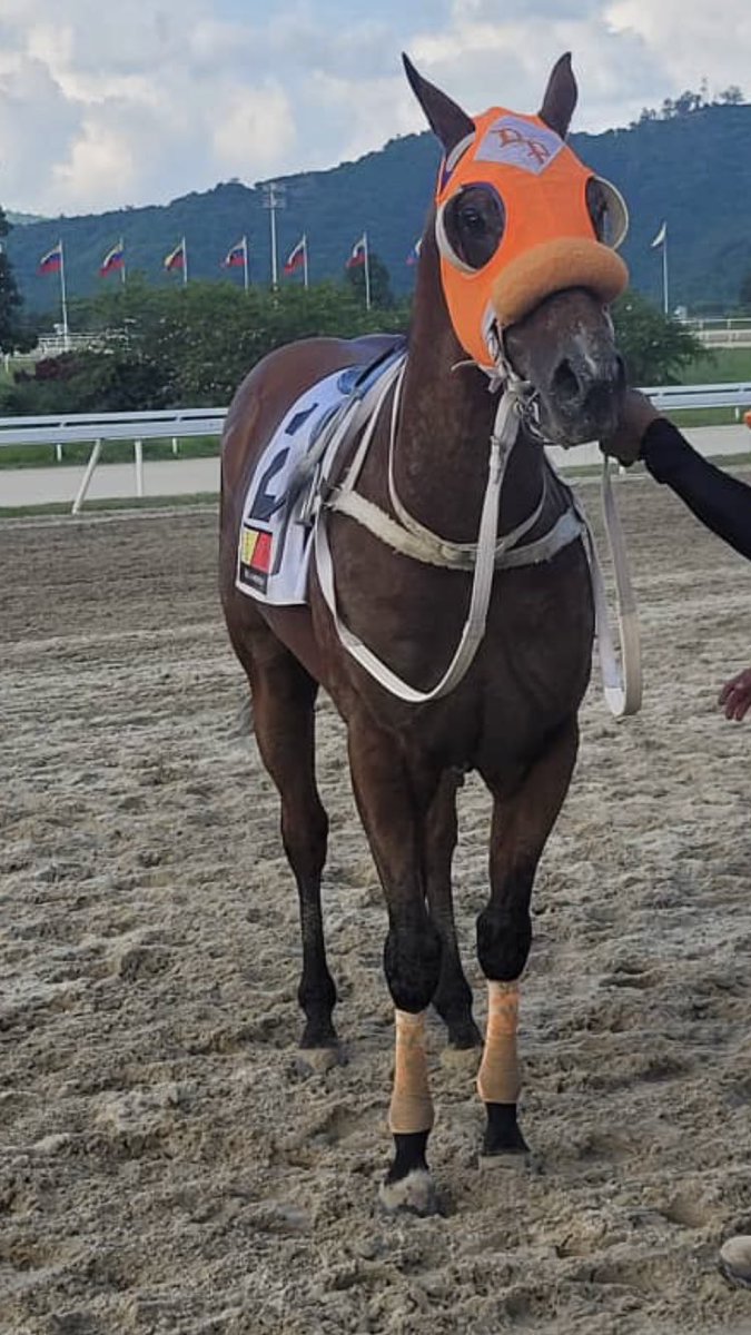 harasgransol's tweet photo. Otra victoria de "Tank Abbott" (2), en distancia de 1.300 metros. De manera contundente se impone en la sexta válida de esta jornada R27.
Felicidades a sus conexiones 
⁦@harasgransol⁩
#Hipismo https://t.co/cEzuTSdZql