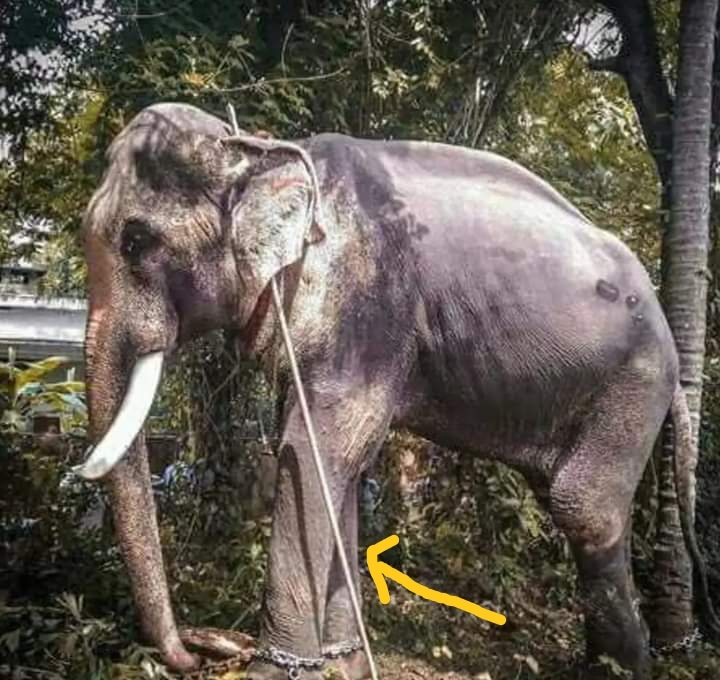 Elephant "taming" / "training" 
They place a stick on the elephant. Elephant is instructed not move. 
If the elephant moves and stick falls, the elephant is beaten.
📷 from India #FreeElephantSlaves 
#CultureWithCompassion #TempleSlaves
#EndCaptivity
#peraheracruelty #perahera