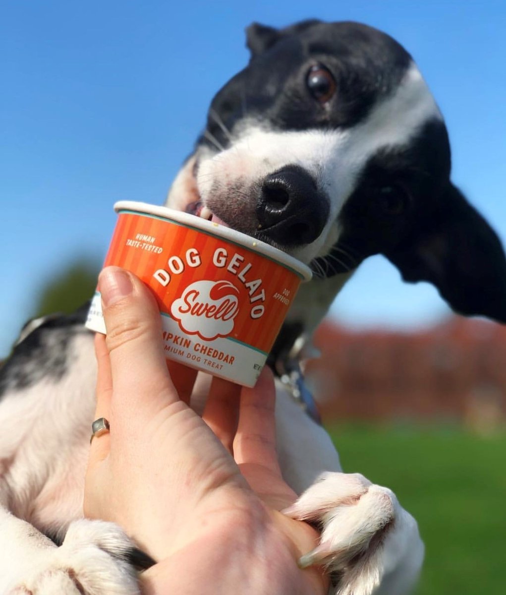 An ice cream a day keeps the vet away! That’s how it goes, right?⁠🍦⁠ Happy #NationalIceCreamDay! Treat your furry friend to a delightful frozen treat from Swell Gelato for Dogs, and make their day extra sweet. Shop Swell: l8r.it/T7i4 #swell #icecream