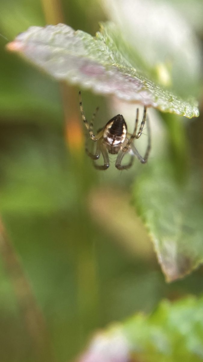 Raichyrae's tweet photo. Metellina sp Beacon Fell Lancashire #spidersofTwitter https://t.co/EtkOI3ARgS
