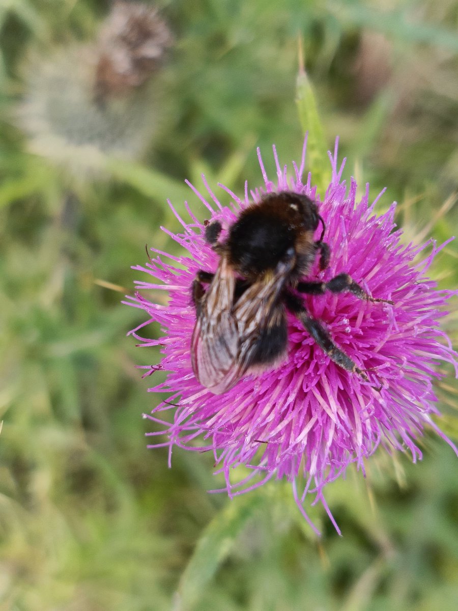 NiallRyan3's tweet photo. Leaving some spear thistles under electric fences flower provide food for biodiversity @BioDataCentre @NatCap_Irl https://t.co/t9NhCqrZ7L