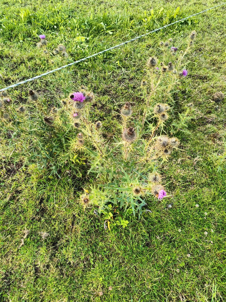 NiallRyan3's tweet photo. Leaving some spear thistles under electric fences flower provide food for biodiversity @BioDataCentre @NatCap_Irl https://t.co/t9NhCqrZ7L