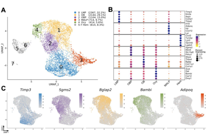 The goal of a new study in #JBMR is to determine if BMSCs could serve as a model to generate cell-type specific transcriptomic profiles of mesenchymal lineage cells from large populations of mice to inform genetic studies <a href="/LingQin6/">Ling Qin</a> <a href="/cr_farber/">Charles Farber</a> 

ow.ly/Omv850PaJ1h