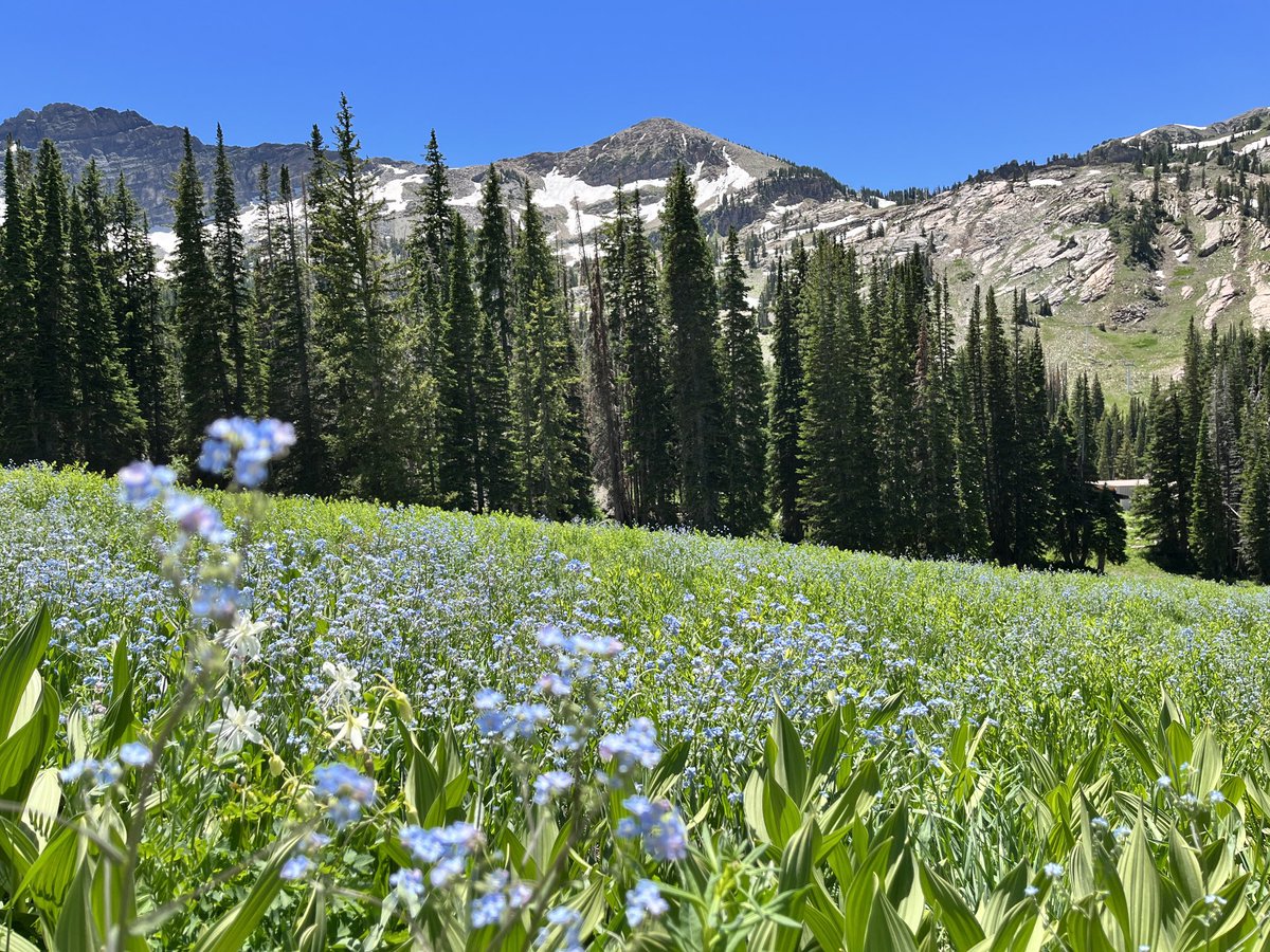 Julie Kiefer tweet media