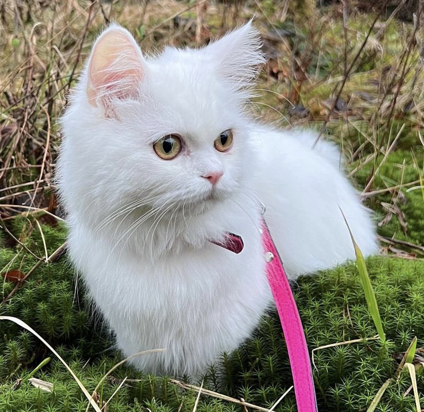 ⠀ ⠀⠀ ⠀ ⠀ ⠀⠀ ⠀

⠀Hej, zawitałem tutaj jako całkiem nowa osoba na #rp, więc podajcie dalej (#rt) abym wiedział kogo zaobserwować  za serduszko (♡) wpadnę na dm👋🏻  (lovely Milky Way for attention)

 ⠀ ⠀⠀ ⠀ ⠀⠀