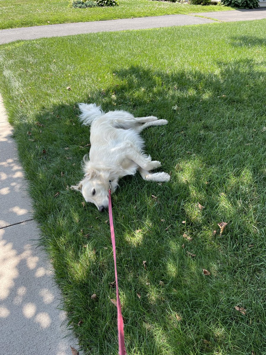 Jay24530954's tweet photo. @AP @AP So wonderful! I didn’t know they were Scots!🥰💓😍🏴󠁧󠁢󠁳󠁣󠁴󠁿Tucker says hi while refusing to walk in a New England heatwave.😂🤣 https://t.co/OhJ2KrimoY