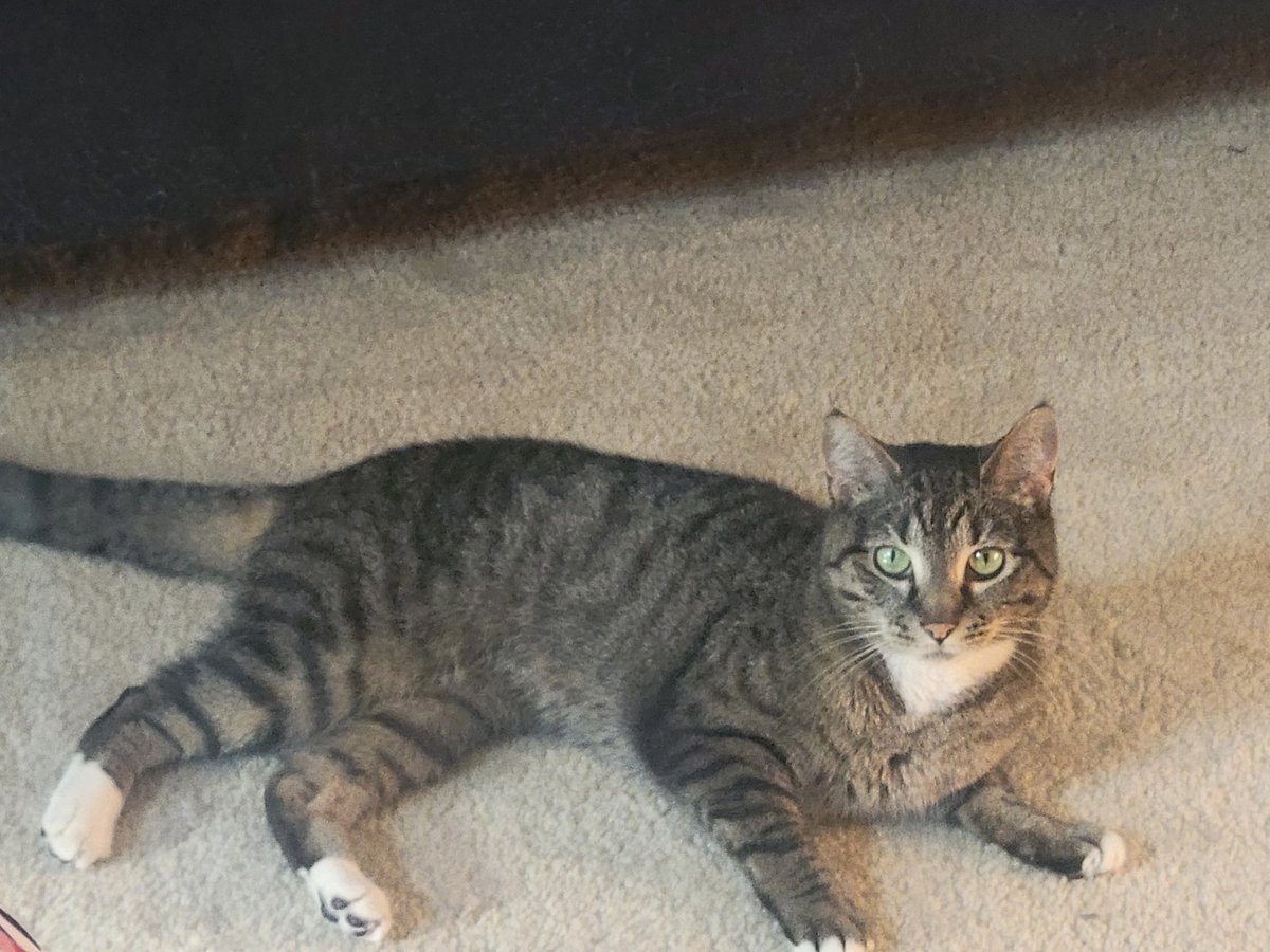 TaskForceScylla's tweet image. Cat