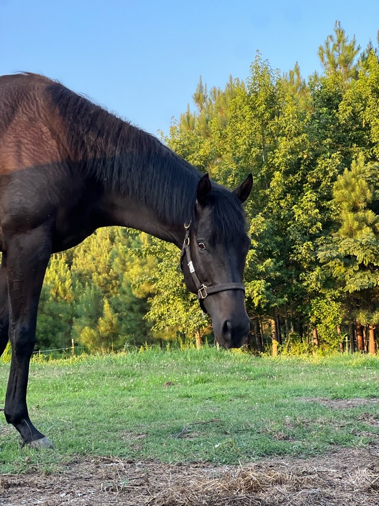 circle_horses's tweet photo. Meet the new kids at Circle A, Biz (little moon-shaped patch on her face, Jack (solid brown}, and  Pro (star on his face)!
#horserescue #circleahomeforhorses https://t.co/vnLxSkFrET