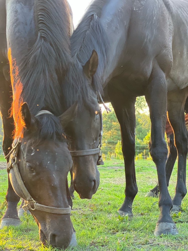 circle_horses's tweet photo. Meet the new kids at Circle A, Biz (little moon-shaped patch on her face, Jack (solid brown}, and  Pro (star on his face)!
#horserescue #circleahomeforhorses https://t.co/vnLxSkFrET