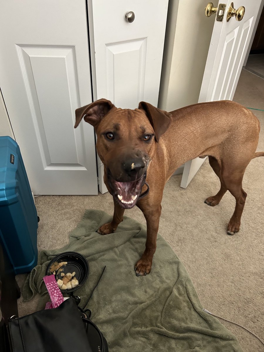 I love peanut butter! #sparky #Rhodesian ridgeback