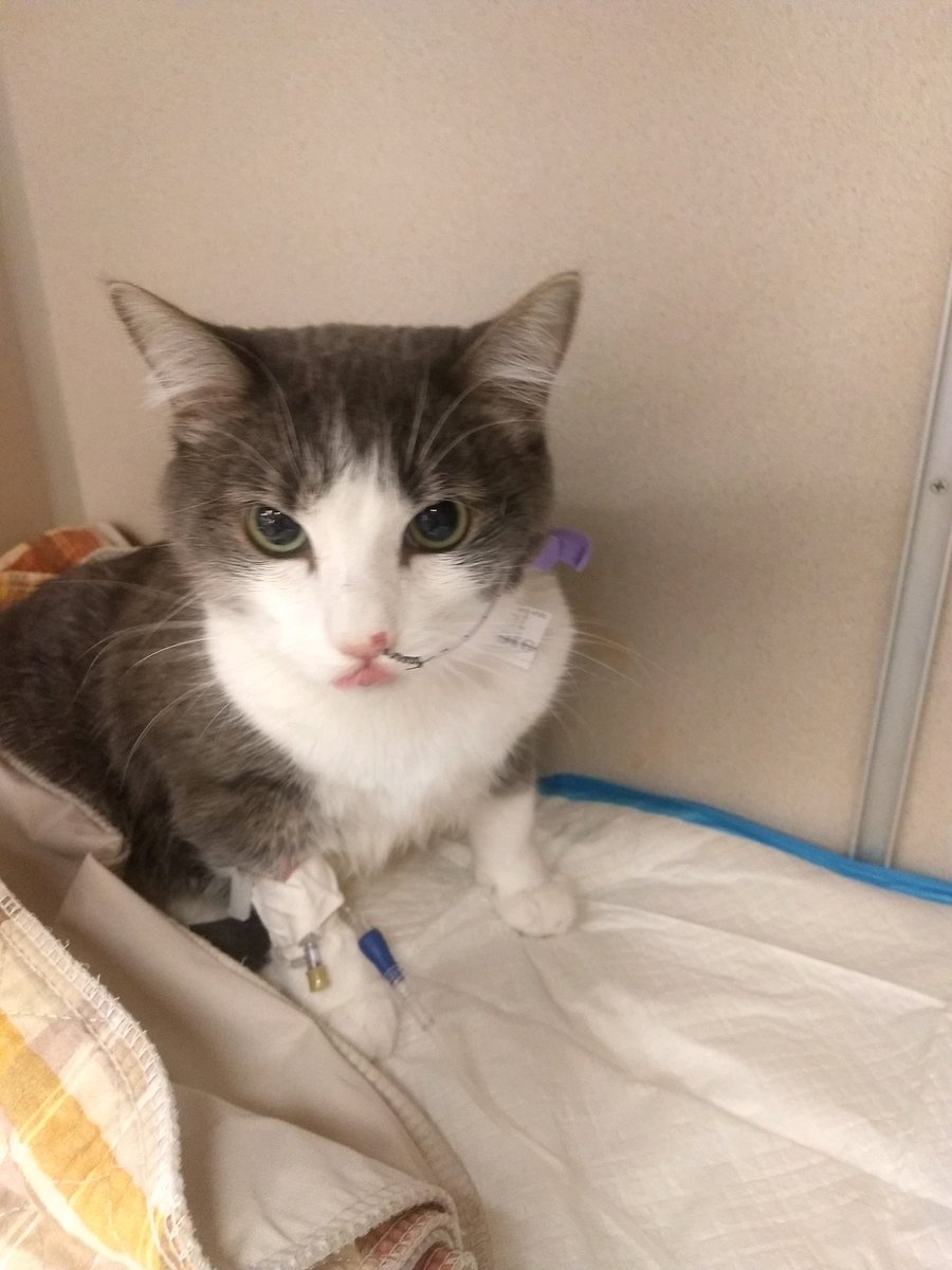 Finn isn’t doing well. They still can’t find a reason for the fluid leak in his chest. He hasn’t been eating. Here’s a pic of him pouting. Keep him in your thoughts please!